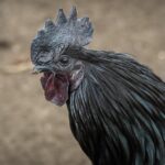 Daya Tarik Geprek Bensu Pekalongan bagi Turis